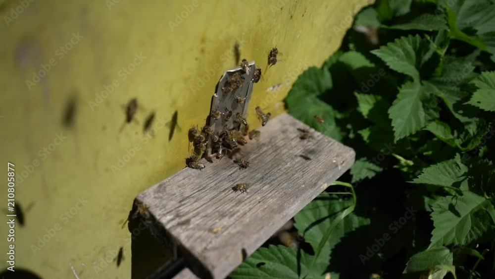 bees flying back in hive after an intense harvest period bees flying back in hive after an intense harvest period