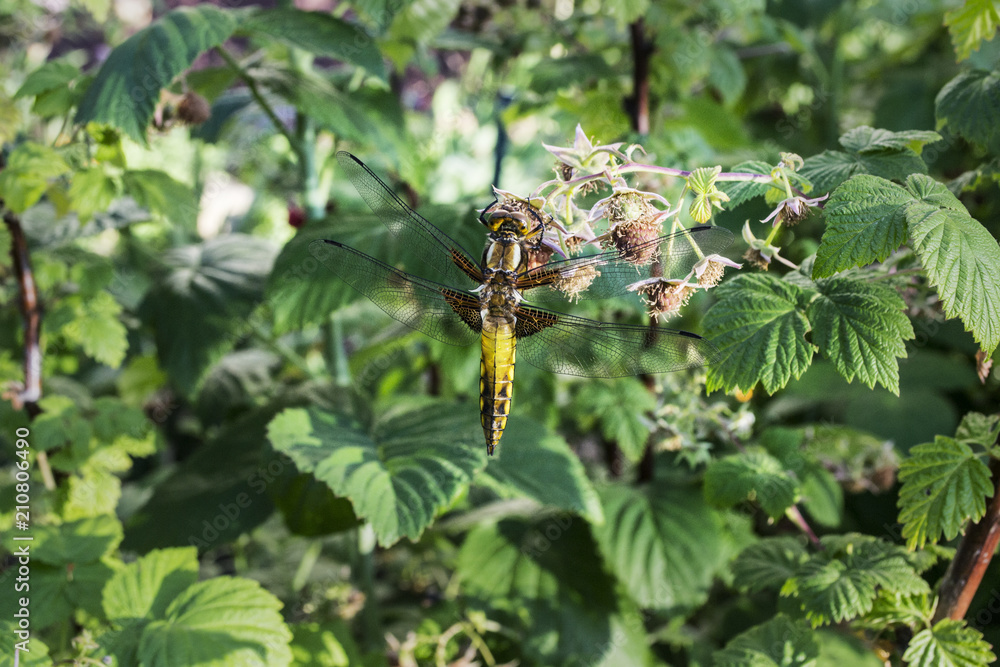 Dragonfly on raspberry bush. Dragonfly on raspberry bush.
