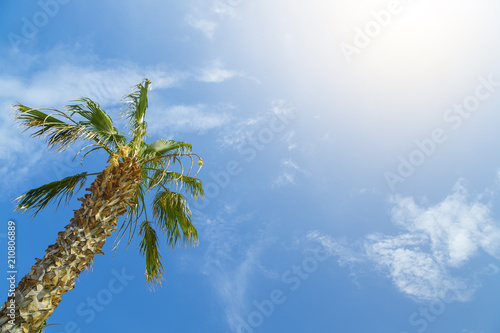 Bottom-up view of a beautiful palm tree with blue sunny sky