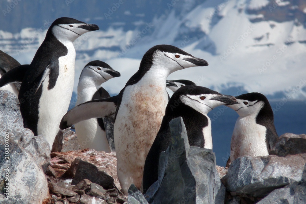 Obraz premium Chinstraps penguins in Antarctica