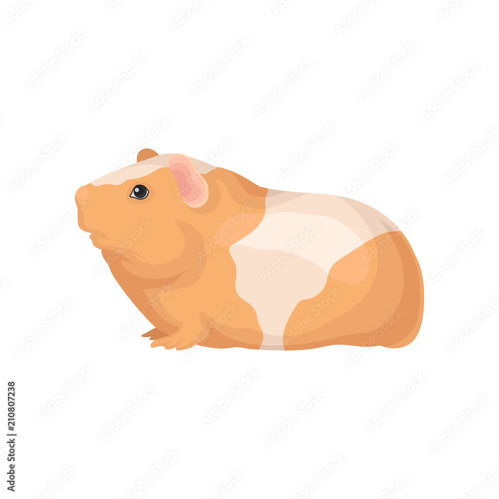 Flat vector icon of guinea pig with orangewhite coat. Cute domestic