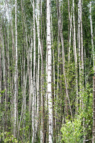 Young birch grove in summer
