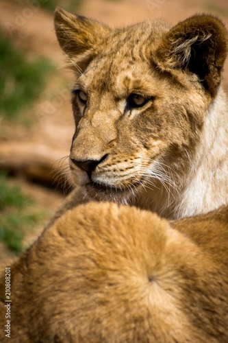 Fototapeta Naklejka Na Ścianę i Meble -  lion close up