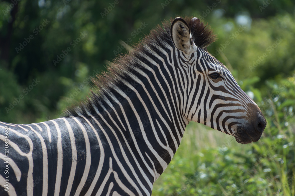 Zebra