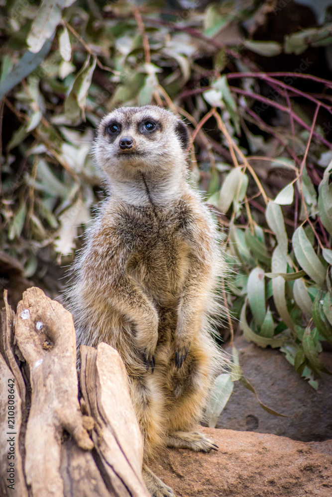 Fototapeta premium Meerkat