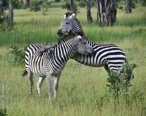 Zebra photo