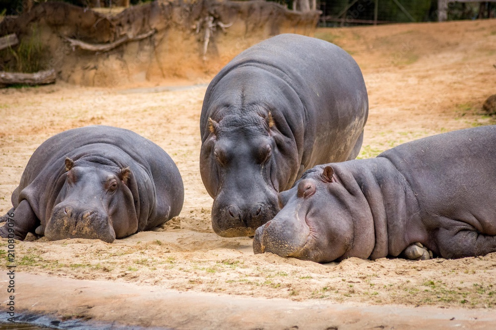 group of hippopotamus
