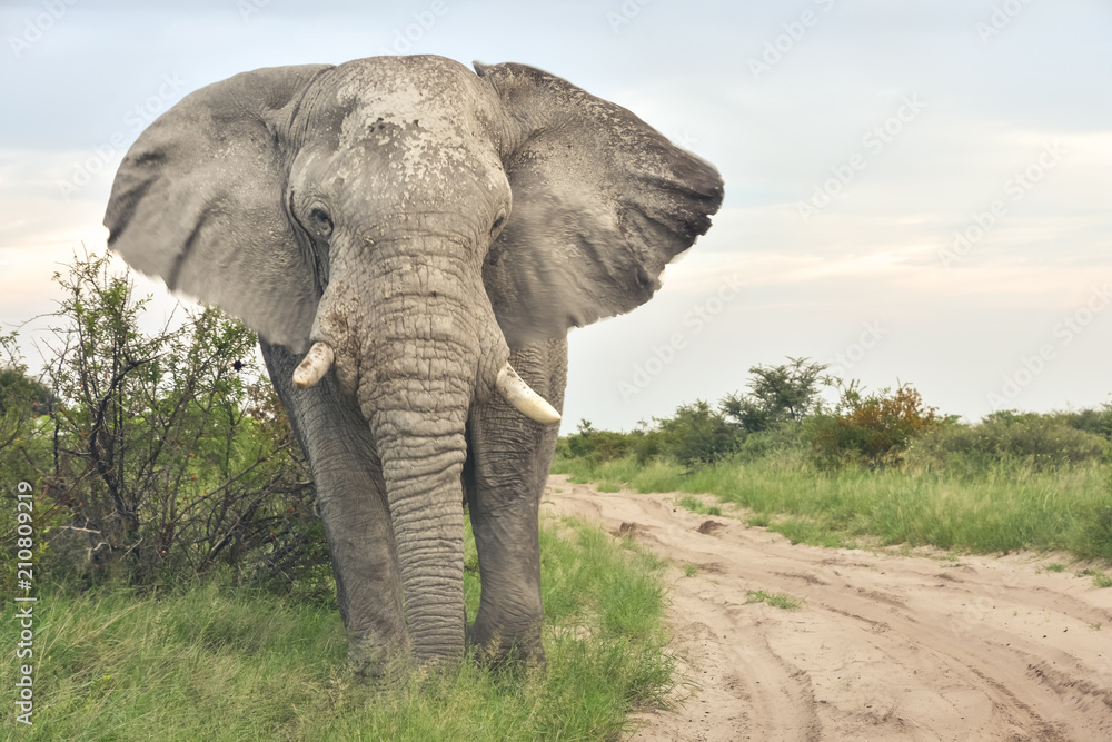 Obraz premium African Elephant