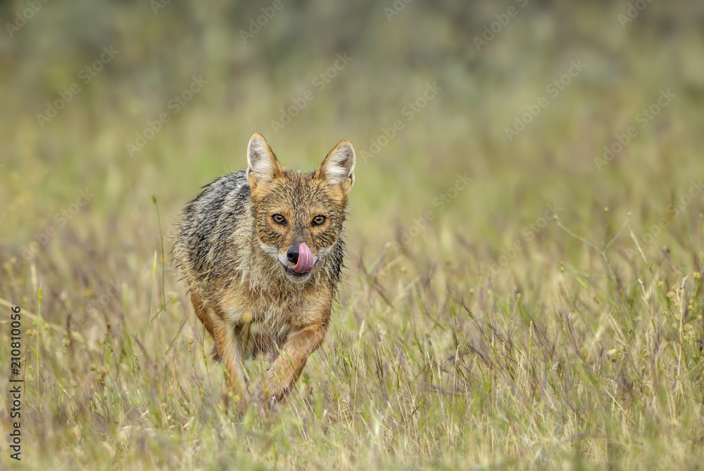 Golden Jackal - Canis aureus, wild carnivore mammals from Old World forests and hills, Eastern Rodope mountains, Bulgaria. Golden Jackal - Canis aureus, wild carnivore mammals from Old World forests and hills, Eastern Rodope mountains, Bulgaria.