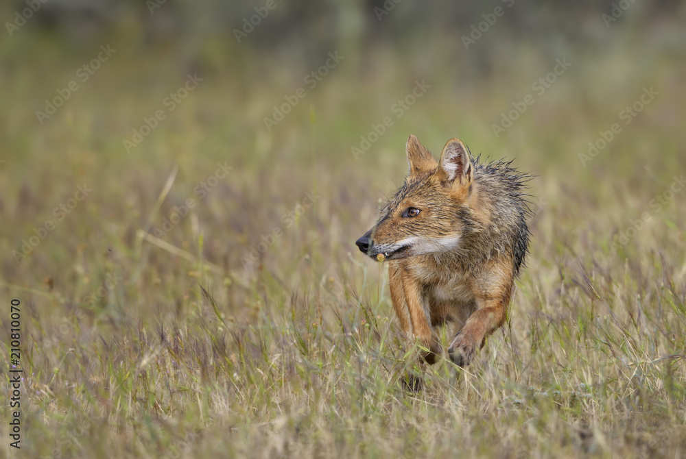 Fototapeta premium Golden Jackal - Canis aureus, wild carnivore mammals from Old World forests and hills, Eastern Rodope mountains, Bulgaria.