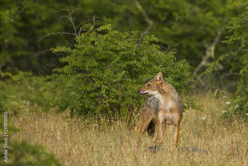 Golden Jackal - Canis aureus, wild carnivore mammals from Old World forests and hills, Eastern Rodope mountains, Bulgaria.