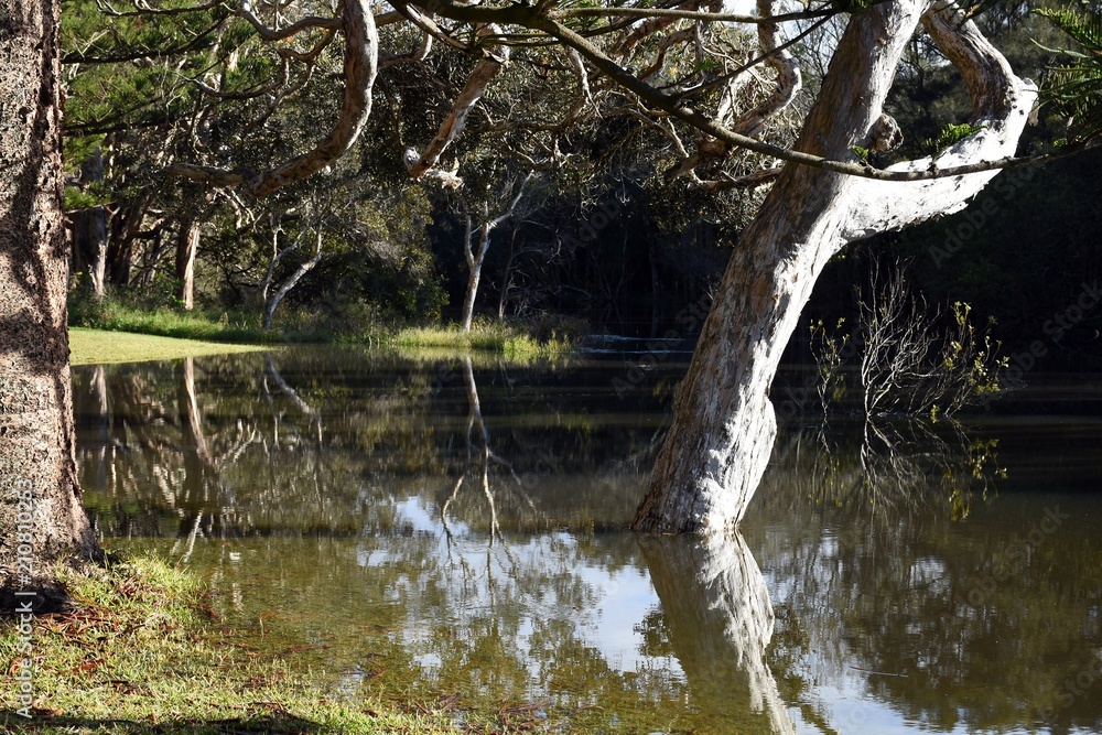 Flooded trees waterlogged landscape background Flooded trees waterlogged landscape background