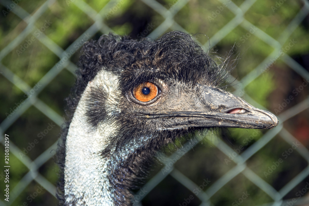 Φωτογραφία Portrait Of An Emu (Dromaius Novaehollandiae)