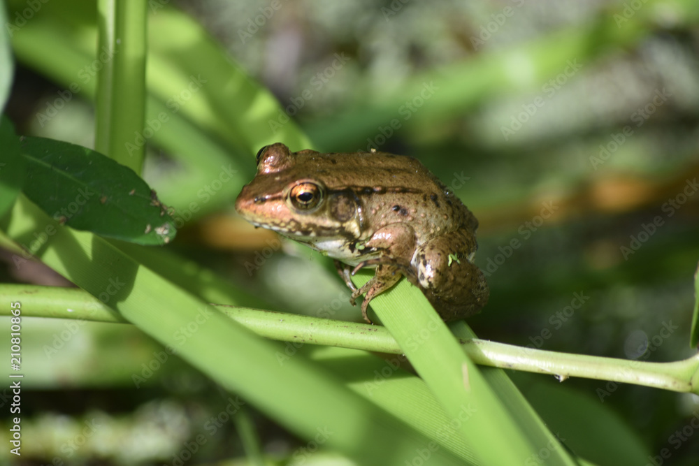 Obraz premium Wetlands with a Frog on a Green Plant