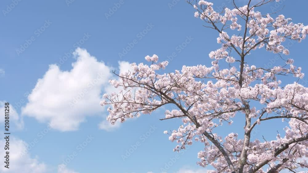 Cherry Blossoms Swaying in the Wind against the Blue Sky Cherry Blossoms Swaying in the Wind against the Blue Sky