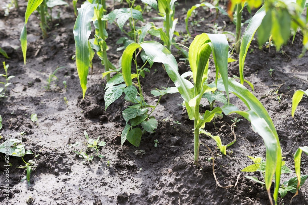 tomato maize plant. sweet corn plant Stock Photo Adobe Stock