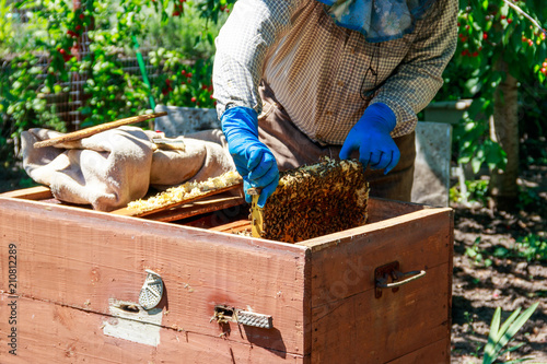Beekeeper checking a beehive to ensure health of the bee colony or collecting honey