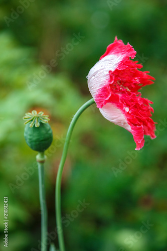 Fototapeta Naklejka Na Ścianę i Meble -  Poppy caps in a field in sunlight