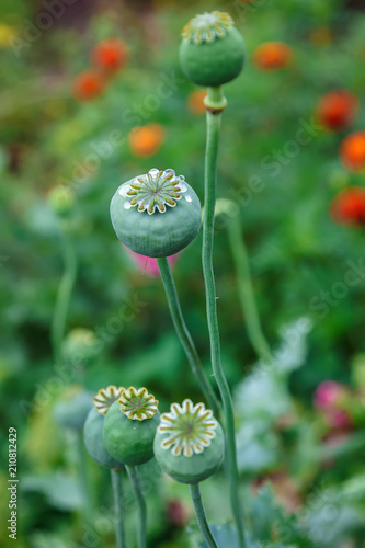 Fototapeta Naklejka Na Ścianę i Meble -  Poppy caps in a field in sunlight