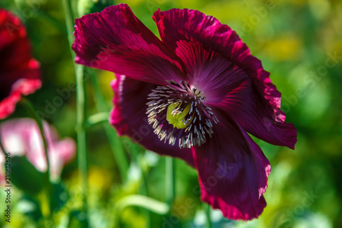 Fototapeta Naklejka Na Ścianę i Meble -  Poppy flowers in a field in sunlight