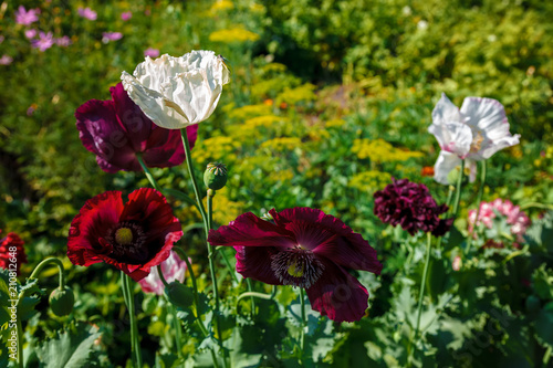 Fototapeta Naklejka Na Ścianę i Meble -  Poppy flowers in a field in sunlight