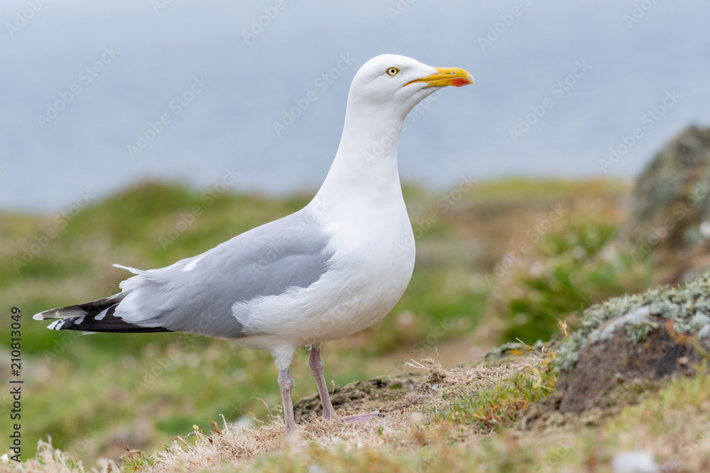 Close up view of European herring gull (Larus argentatus). Close up view of European herring gull (Larus argentatus).