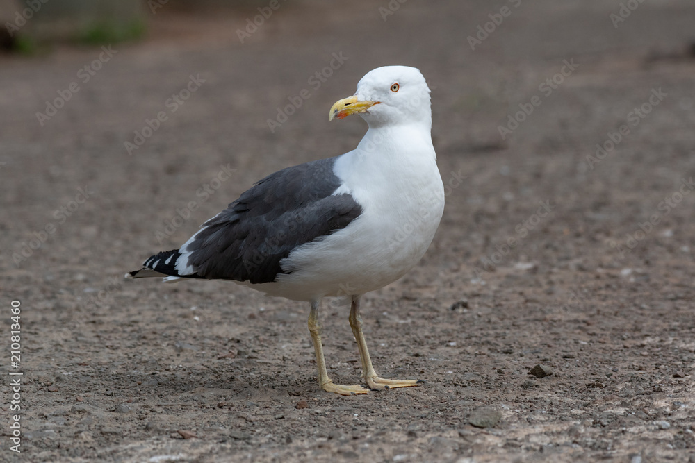 Close up view of Lesser black-backed gull (Larus fuscus)