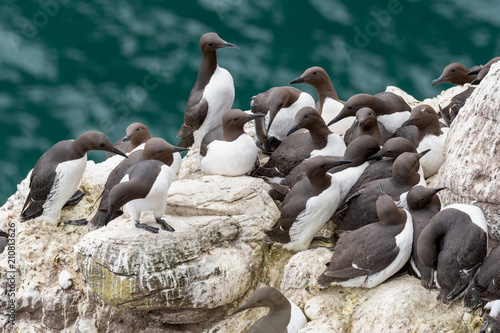 A group of nesting guillemots (Uria aalge) on the cliffs of the Isle of May © popovj2