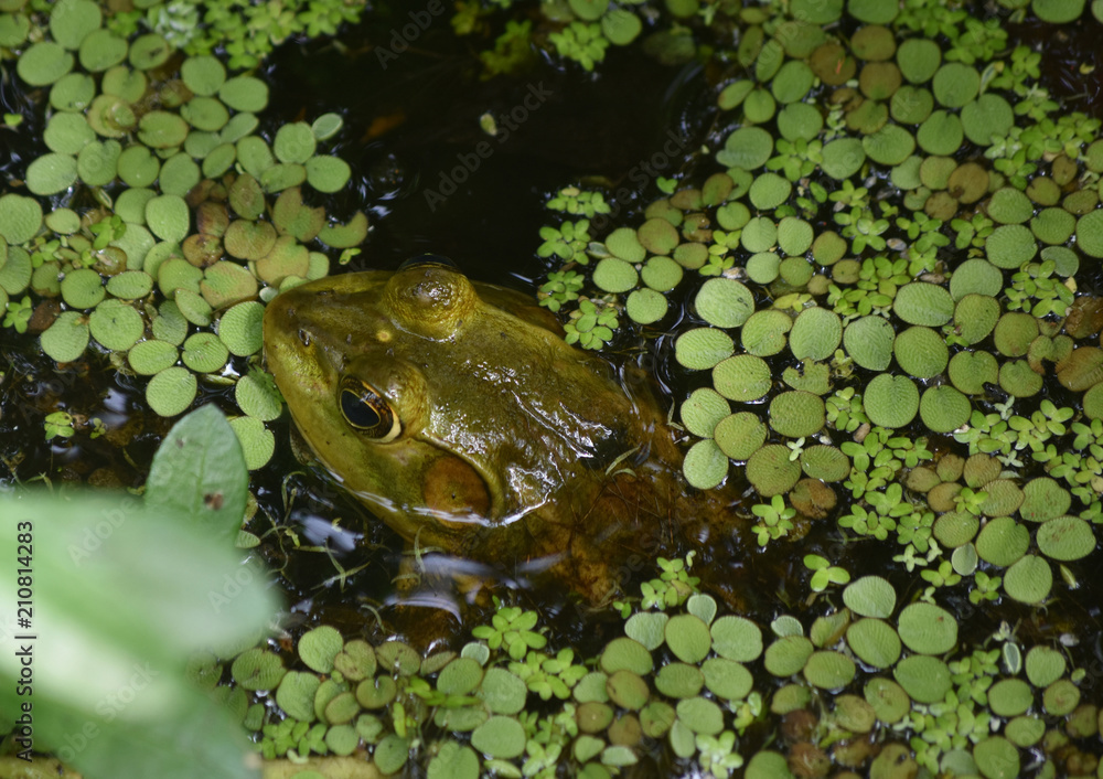 Naklejka premium Great Look at a Bullfrog in the Louisiana Swamp