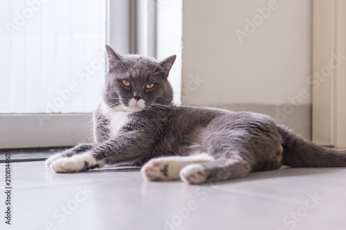 British short hair cat, shot indoors