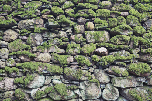 Pattern and texture background of old stone wall covered with clumps of green moss
