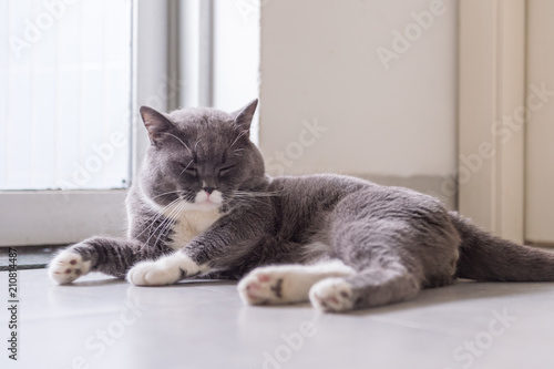 British short hair cat, shot indoors