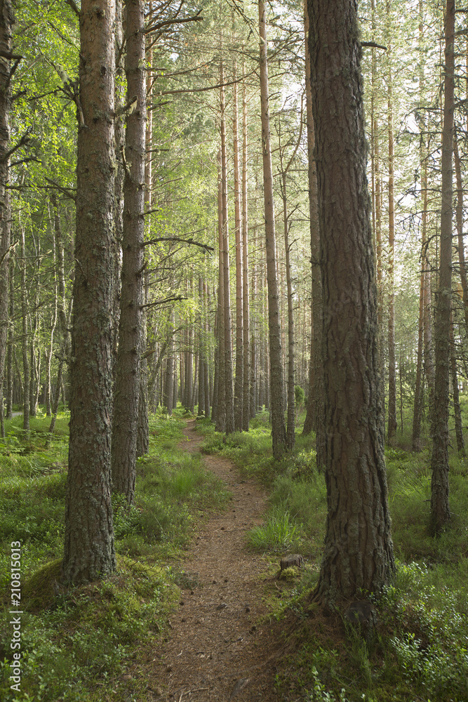 Woodland path beside Loch Morlich Woodland path beside Loch Morlich