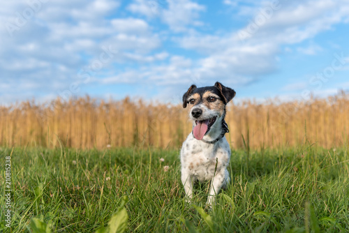 Jack Russell Terrier 8 years old. small cute dog is sitting in summer in front of a cornfield and a blue sky in a green meadow