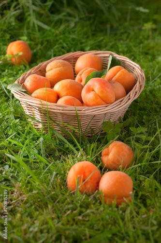 Ripe apricots in basket .