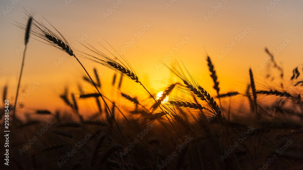 Cereal wheat fields at sunrise Cereal wheat fields at sunrise