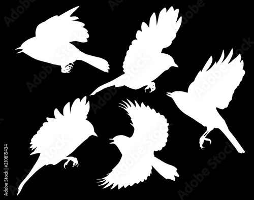 set of five flying tits isolated on black