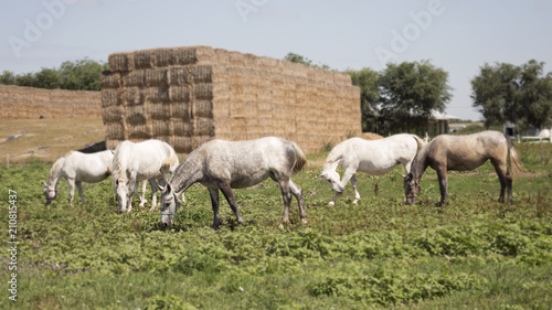 Fototapeta Naklejka Na Ścianę i Meble -  Beautiful Horses At The Farm Feeding at Pasture