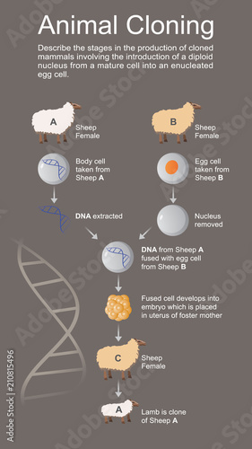 Animal cloning