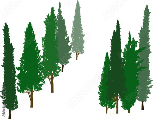 group of green cypresses isolated on white