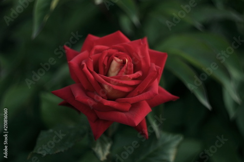 Red rose with orange seridine photo