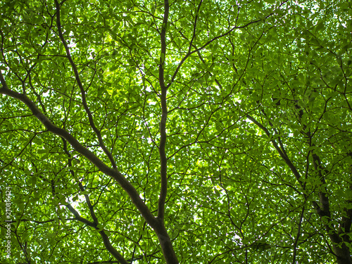 Green leaf on the tree Nature texture wallpaper Tree branch and Green leaf