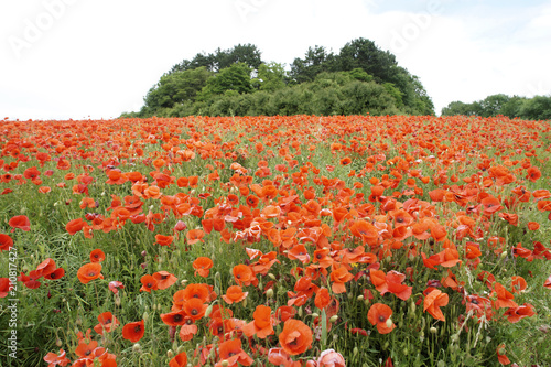 Fototapeta Naklejka Na Ścianę i Meble -  Rote Mohnblumen