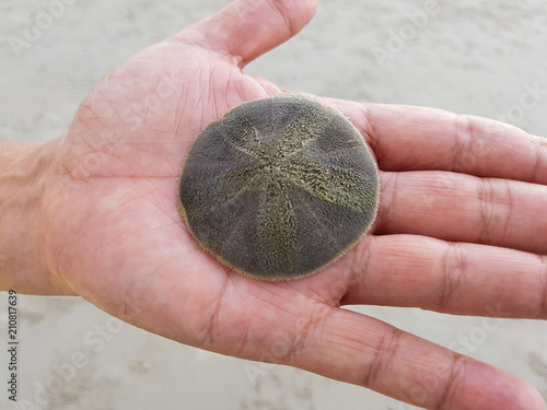 Sand dollar on hand