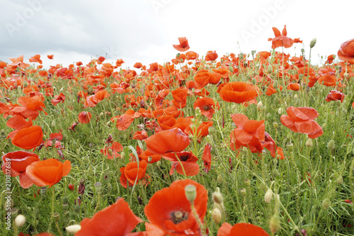 Fototapeta Naklejka Na Ścianę i Meble -  Mohnblumenfeld