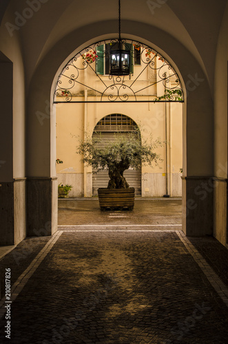 A beautiful decorative tree is in the arch in the courtyard of an urban house in Italy