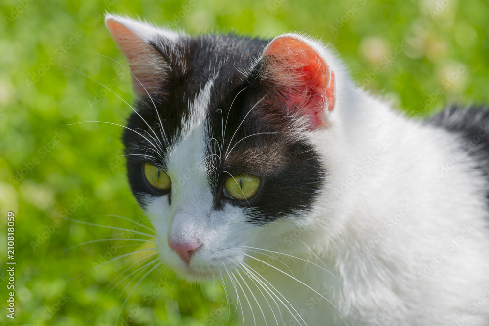 cute black and white cat in grass in the garden