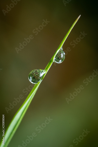 Particolare di un filo d’erba verde ricoperto da micro  goccioline di rugiada mattutina photo