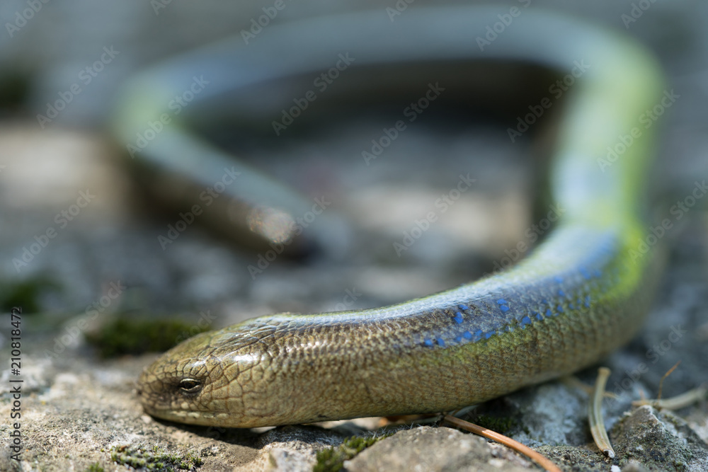 Obraz premium Anguis fragilis (Slow Worm). Macro photo. Male