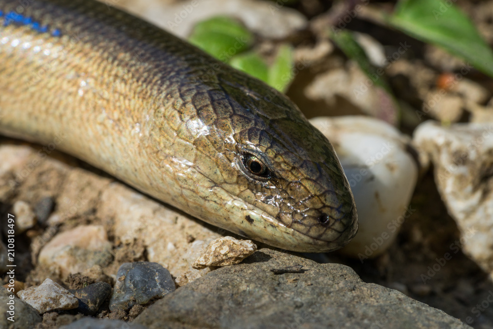 Anguis fragilis (Slow Worm). Male. Macro photo Anguis fragilis (Slow Worm). Male. Macro photo
